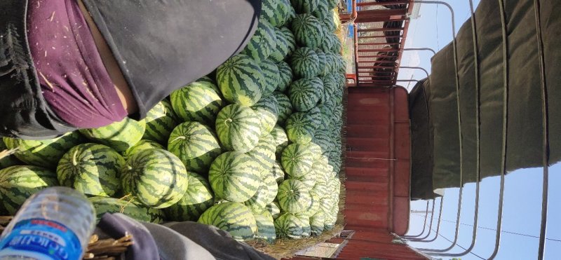 金城5号西瓜15斤打底9成熟1茬