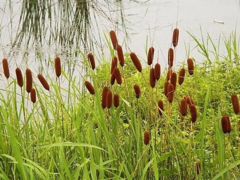 香蒲种植/宁夏香蒲种植基地