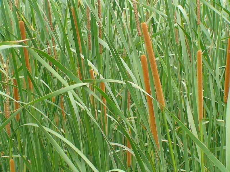 香蒲种植/宁夏香蒲种植基地