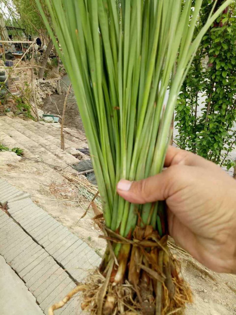 香蒲种植/宁夏香蒲种植基地
