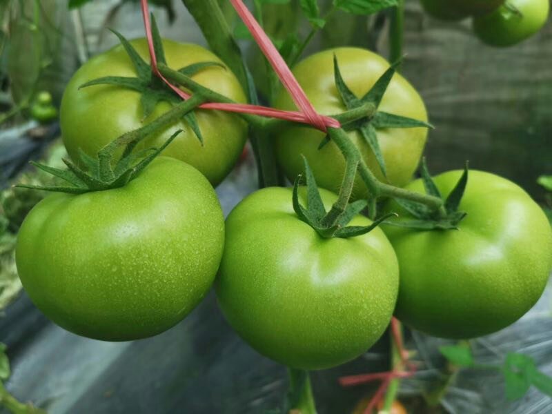西红柿苗齐大利瑞粉一口抗病毒硬粉普罗旺斯草莓番茄
