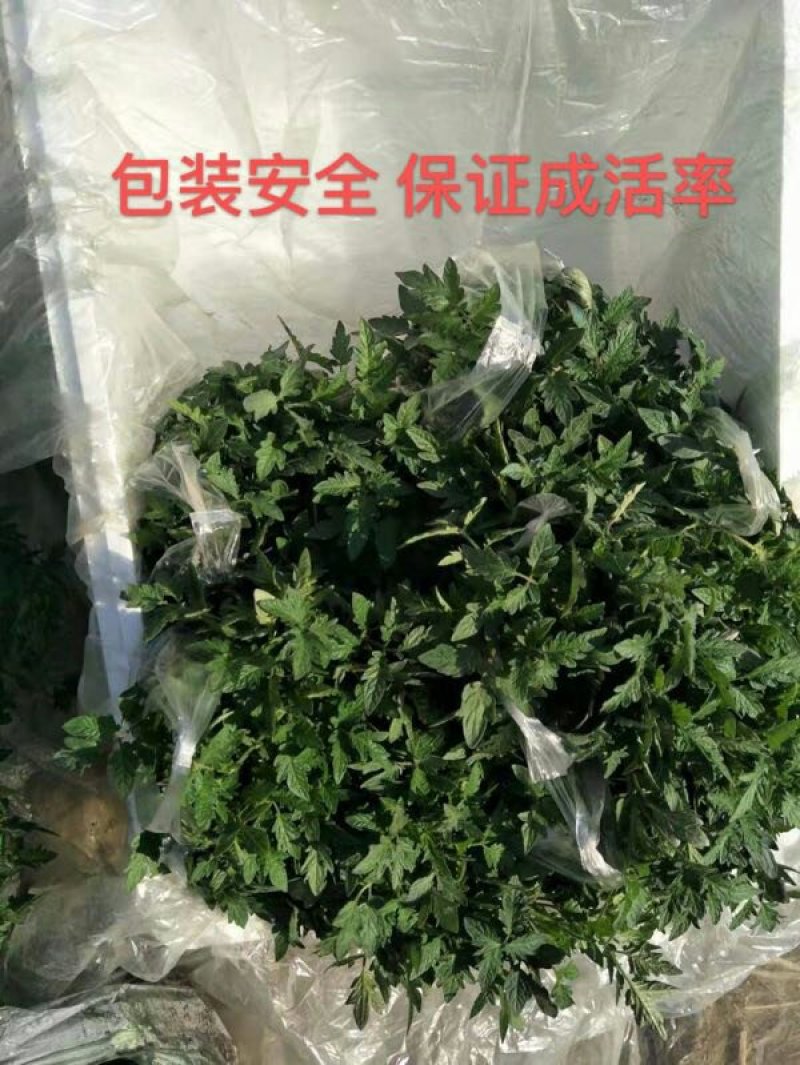 西红柿苗齐大利瑞粉一口抗病毒硬粉普罗旺斯草莓番茄