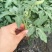 西红柿苗齐大利瑞粉一口抗病毒硬粉普罗旺斯草莓番茄
