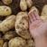 辽宁荷兰十五土豆大量上市一手货源规格齐全生超专供