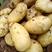 辽宁荷兰十五土豆大量上市一手货源规格齐全生超专供
