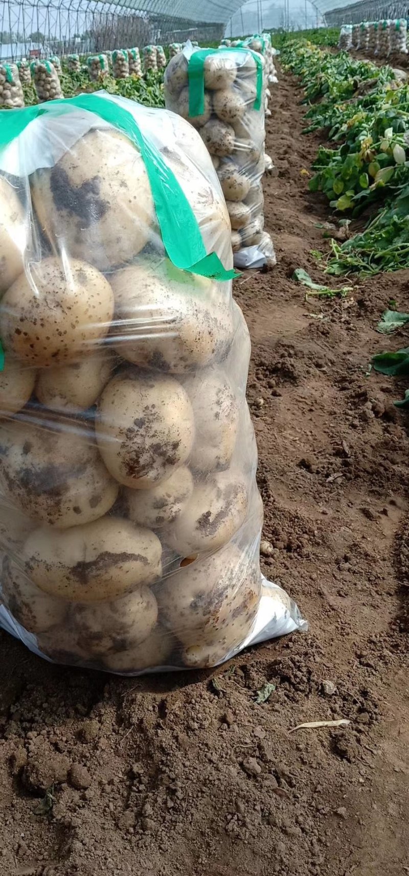 辽宁荷兰十五土豆大量上市一手货源规格齐全生超专供