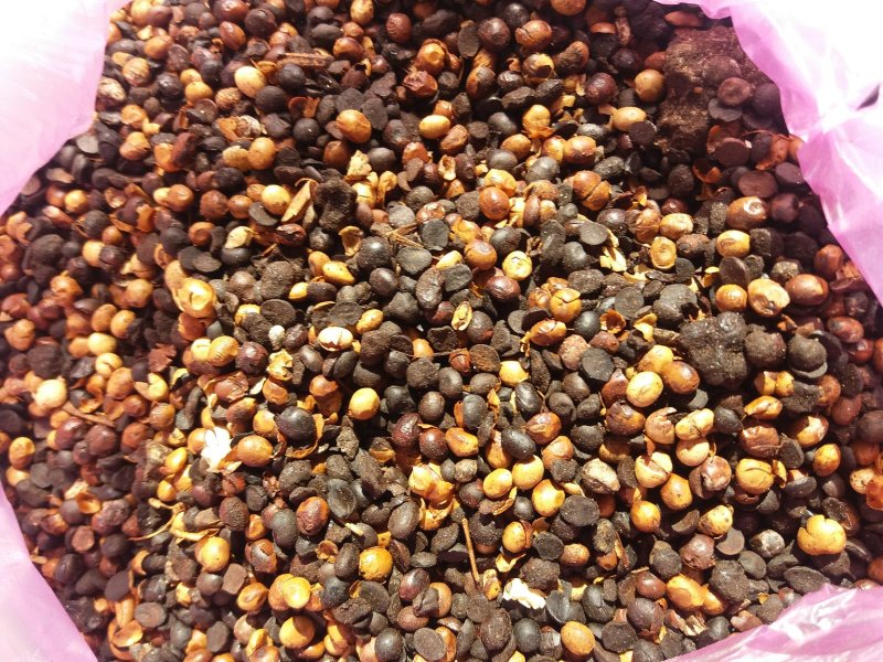 优质麻籽饼，菜籽饼，碎豆瓣，孬豆子