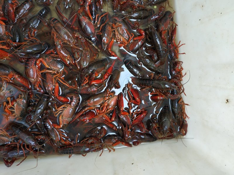 小龙虾