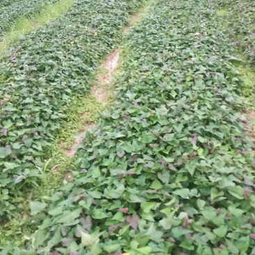 大量供应西瓜红、烟25红薯苗