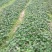 大量供应西瓜红、烟25红薯苗