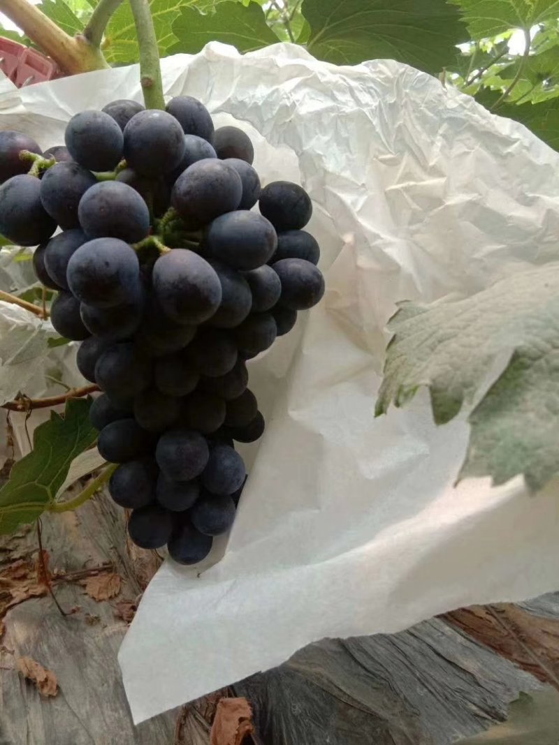 夏黑葡萄