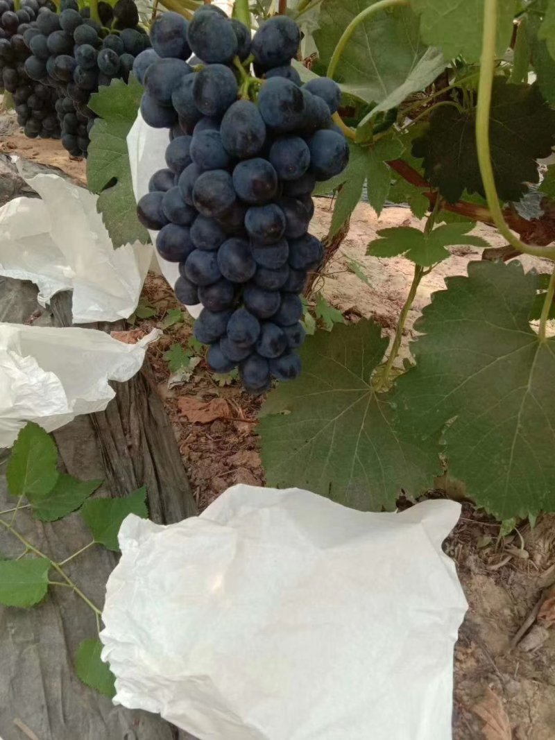 夏黑葡萄