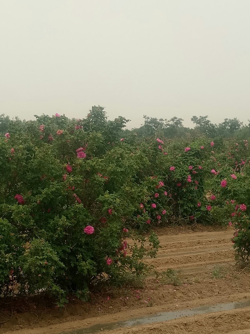 玫瑰花茶