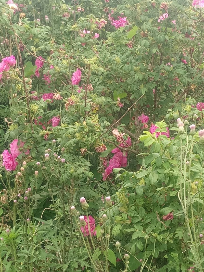 玫瑰花茶