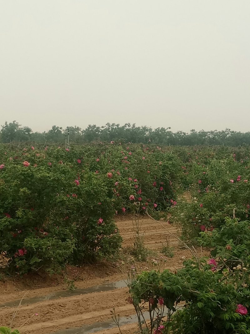 玫瑰花茶