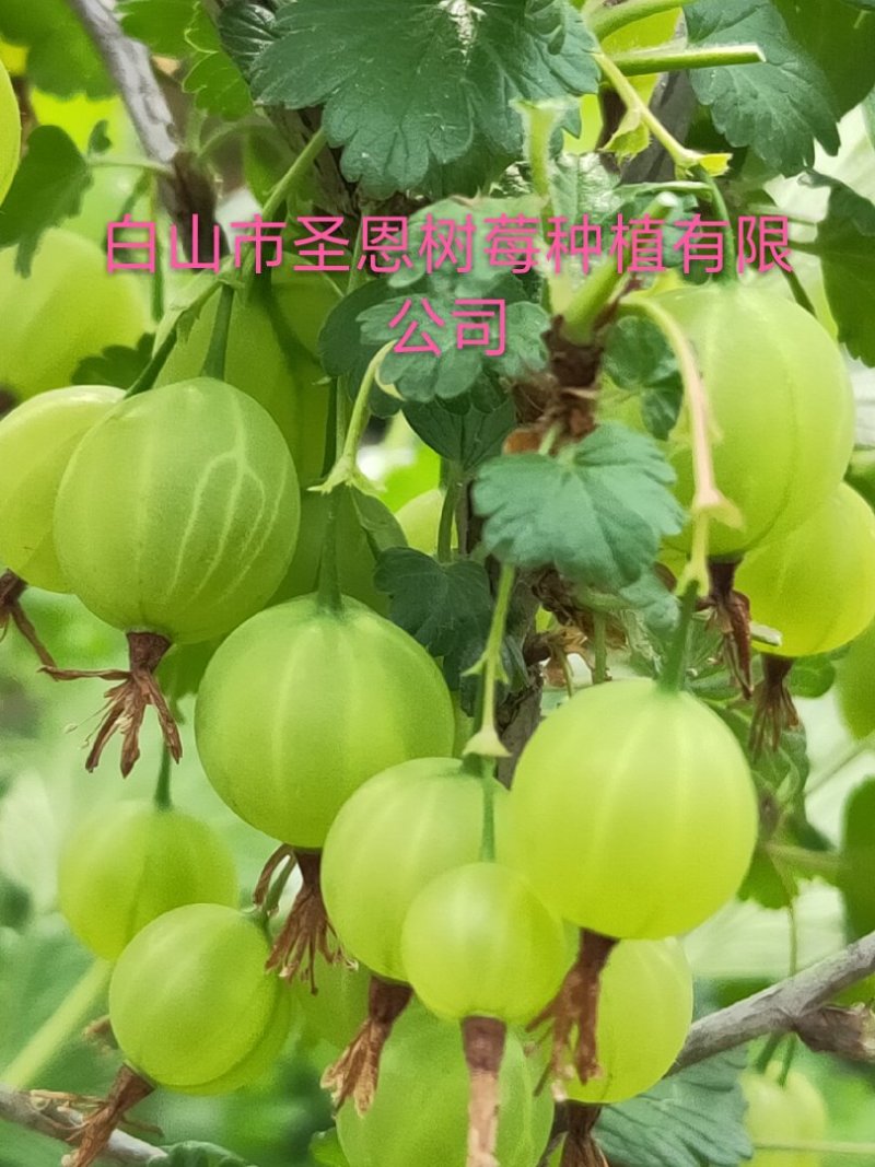 供特大灯笼果苗