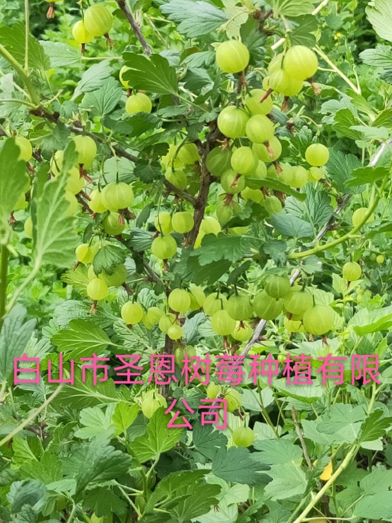 供特大灯笼果苗