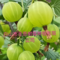 供特大灯笼果苗