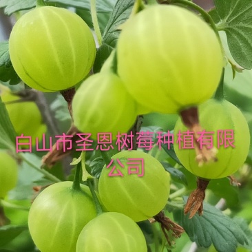 供特大灯笼果苗