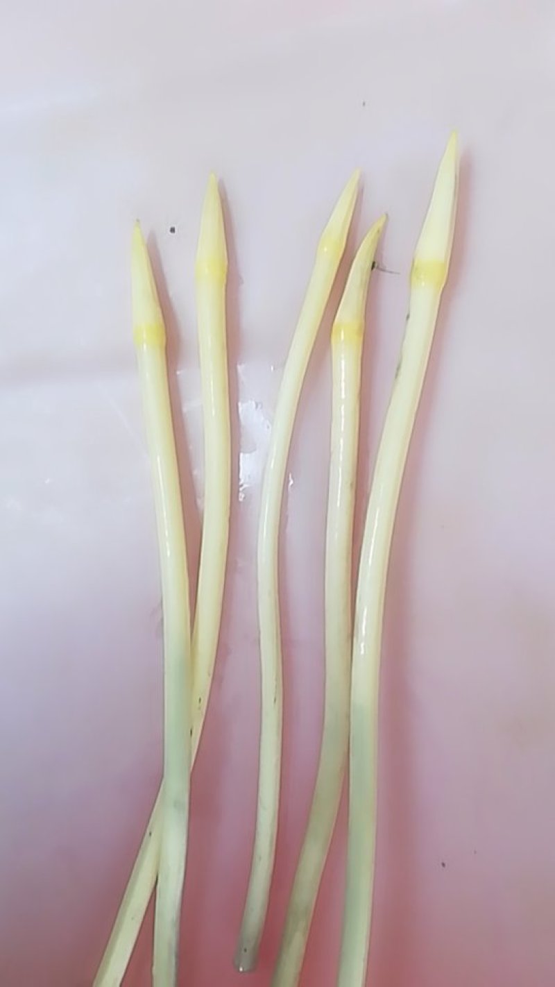 藕带