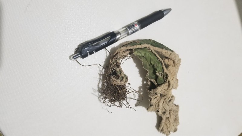岩白菜野生的无硫无添加干品