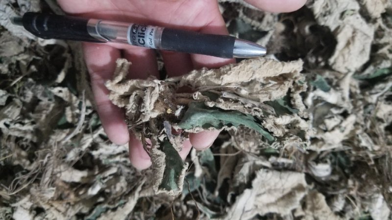 岩白菜野生的无硫无添加干品