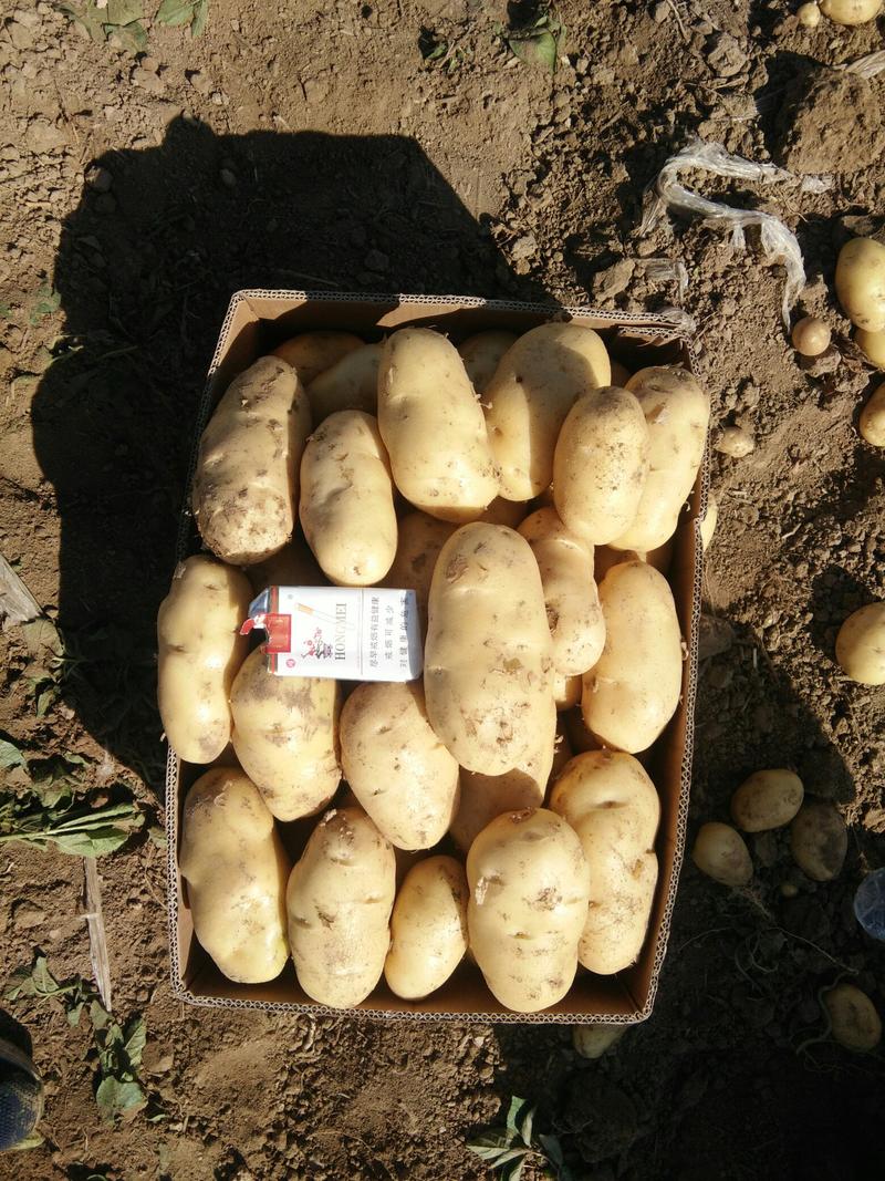 荷兰十五大土豆海量供应，需要的速联系我！……