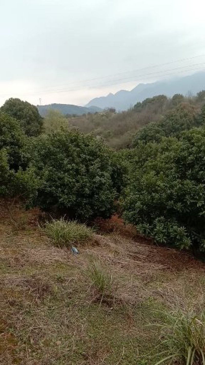 杨梅树，九江诚信苗木欢迎全国各地老板来电咨询。