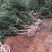 杨梅树，九江诚信苗木欢迎全国各地老板来电咨询。