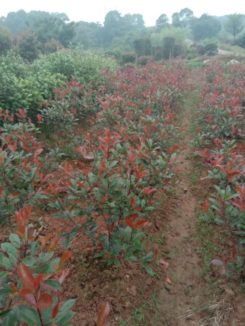 红叶石楠毛球，大量供应。