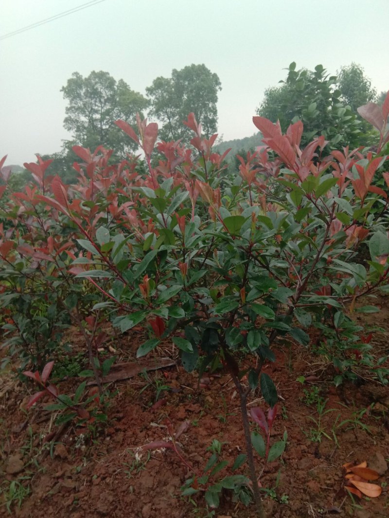 红叶石楠毛球，大量供应。