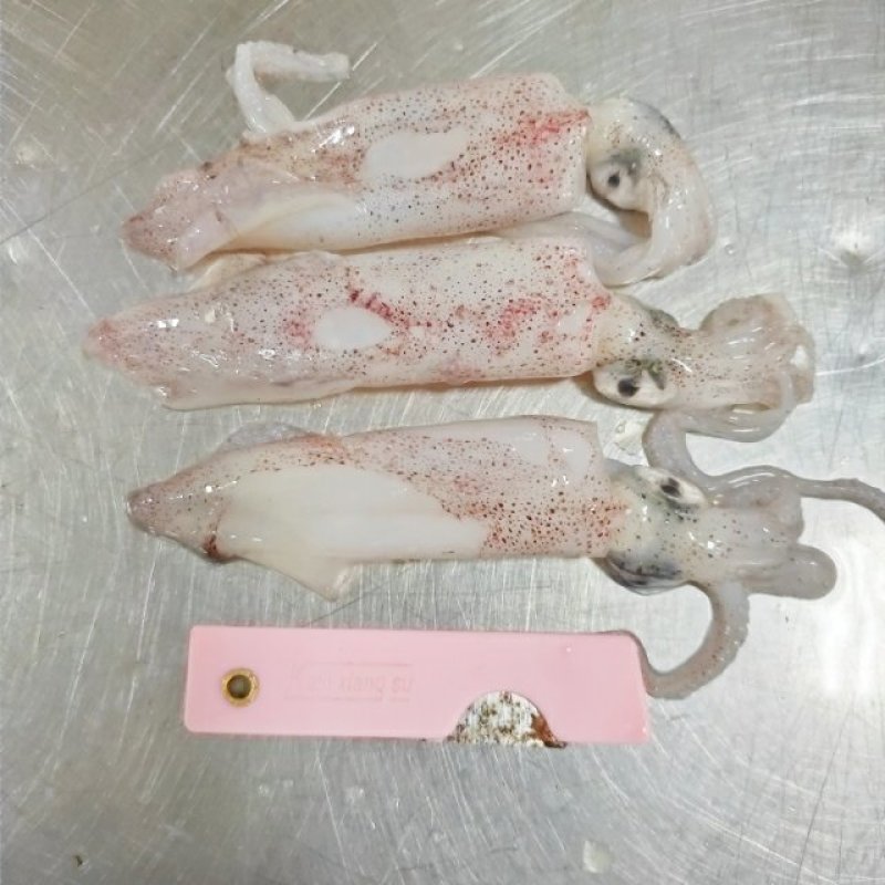 小鱿鱼笔管鱼一口管5-8厘米长度冻厂直批
