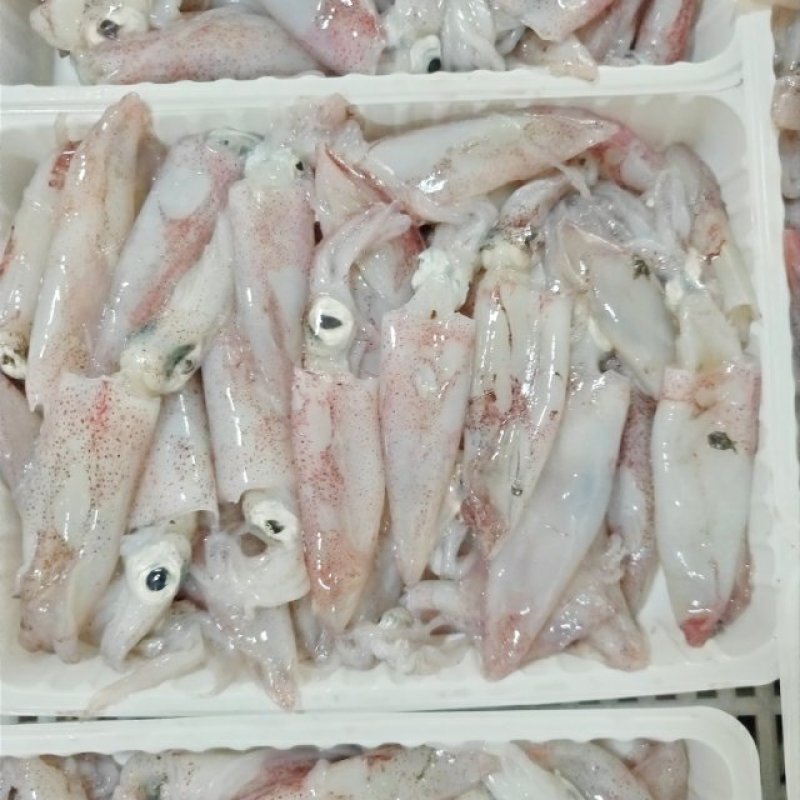 小鱿鱼笔管鱼一口管5-8厘米长度冻厂直批