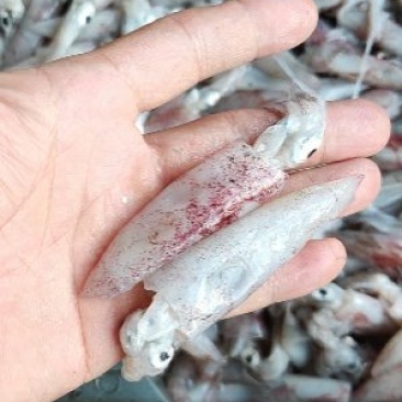 小鱿鱼笔管鱼一口管5-8厘米长度冻厂直批