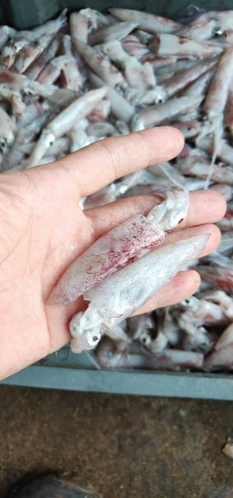 小鱿鱼笔管鱼一口管5-8厘米长度冻厂直批
