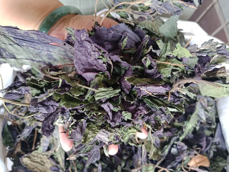紫苏叶药用干货各种中药材批发零售各种紫苏叶中药材