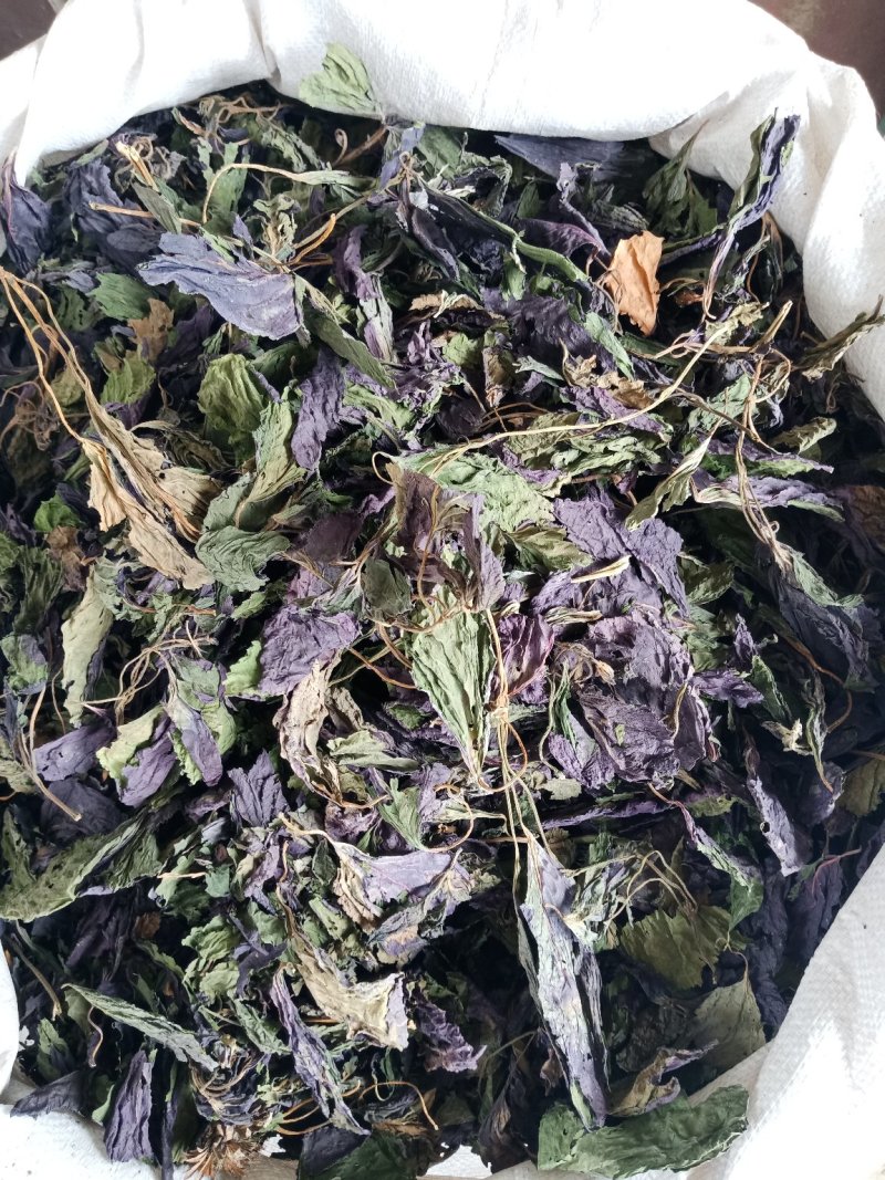 紫苏叶药用干货各种中药材批发零售各种紫苏叶中药材
