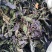 紫苏叶药用干货各种中药材批发零售各种紫苏叶中药材
