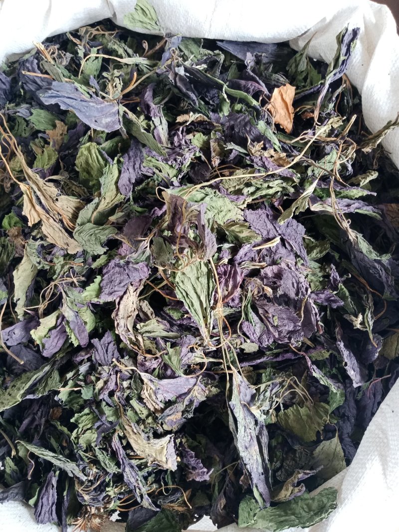 紫苏叶药用干货各种中药材批发零售各种紫苏叶中药材