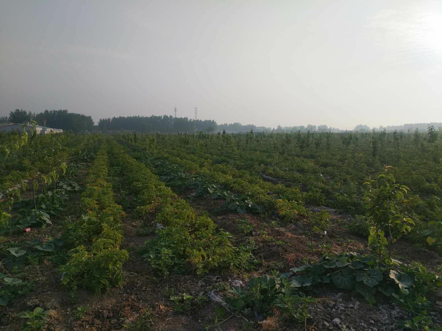 伊内丝土豆种植基地航拍图