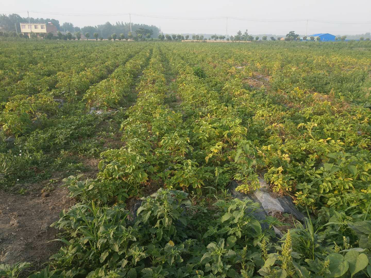 展示荷兰七土豆在田间的生长状态,植株茂盛,块茎饱满 荷兰七土豆田间长势图