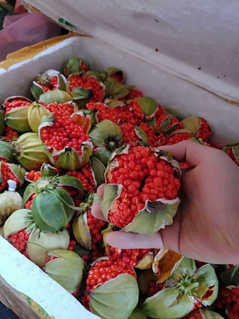 大量重楼种子预售，九月出货。