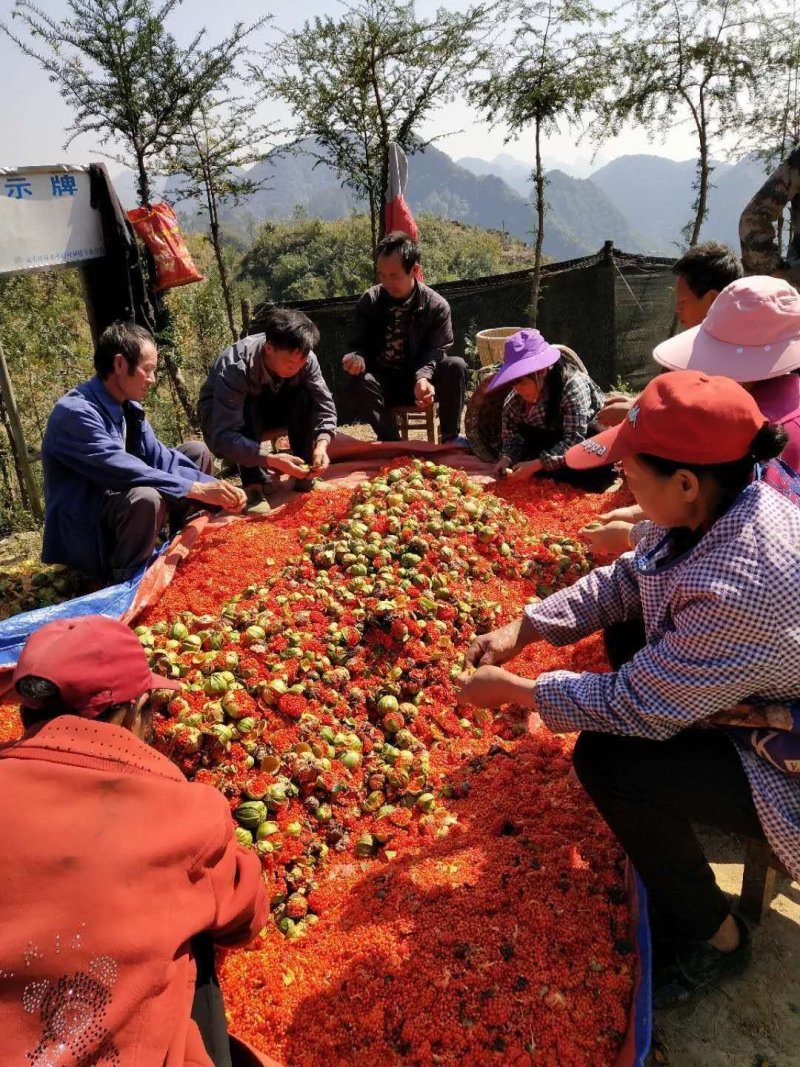 大量重楼种子预售，九月出货。
