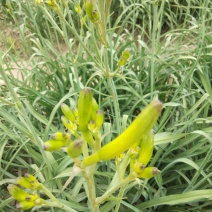 黄花菜