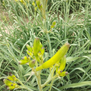 黄花菜