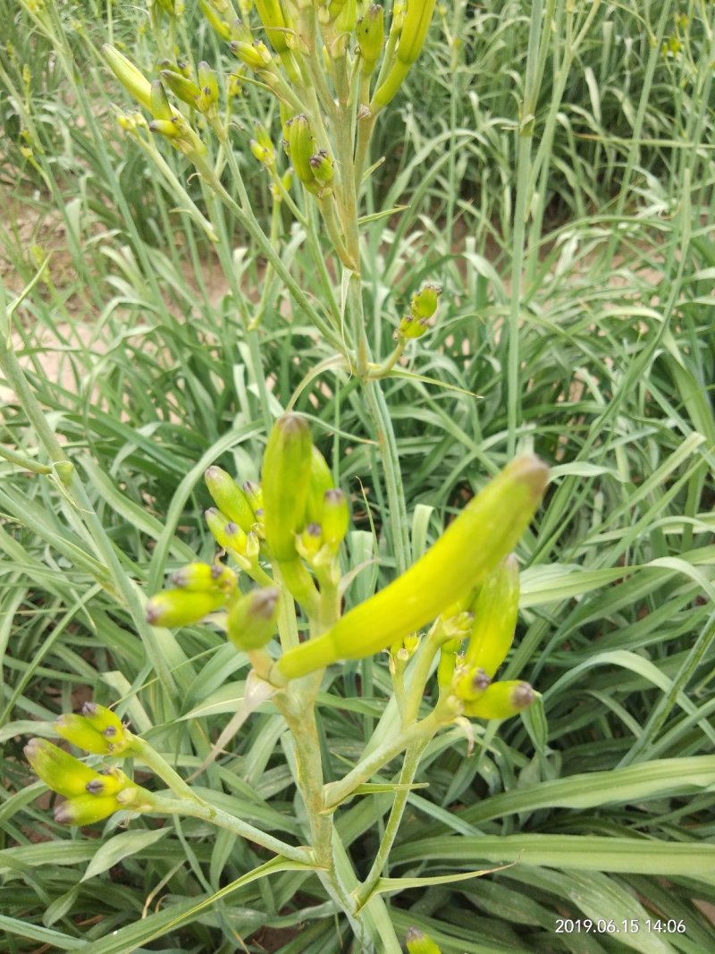 黄花菜
