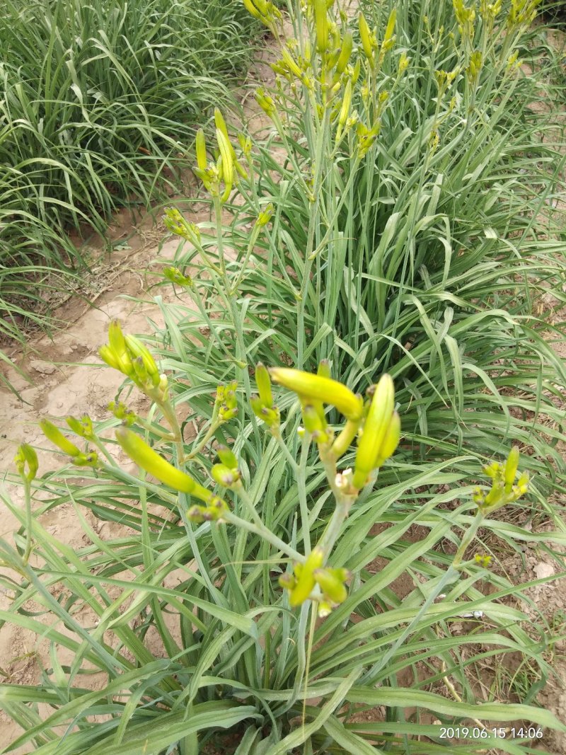 黄花菜