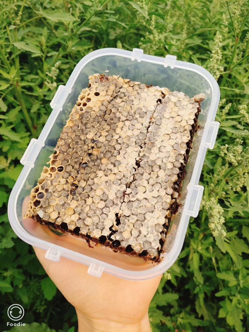 【包邮】老蜂巢蜜老巢蜜500克/盒装送木勺一把