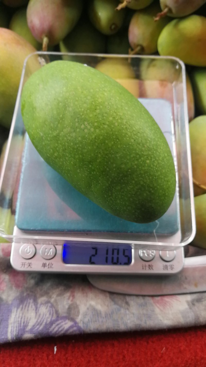 攀枝花地道水果。欢迎采购
