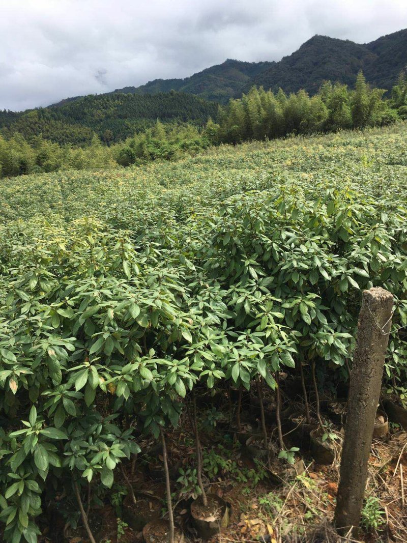 楠木杯苗